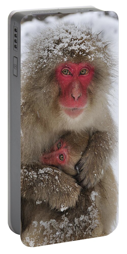 Thomas Marent Portable Battery Charger featuring the photograph Japanese Macaque Warming Baby by Thomas Marent