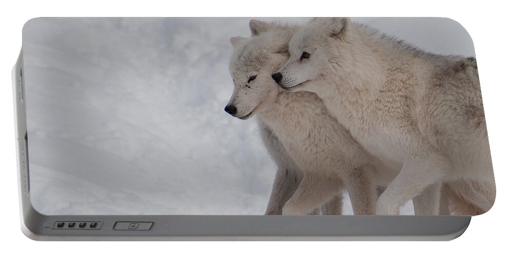 Arctic Wolf Portable Battery Charger featuring the photograph Joined at the Hip by Bianca Nadeau