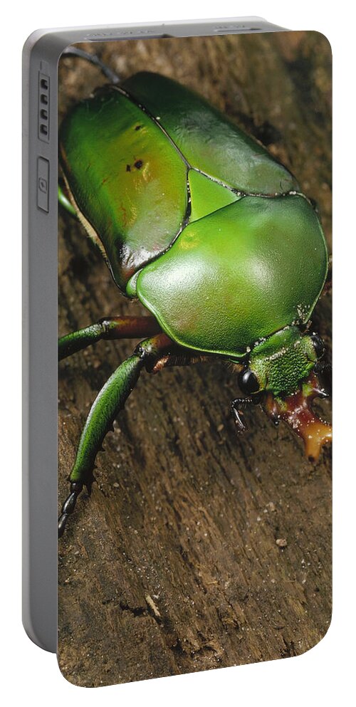 Feb0514 Portable Battery Charger featuring the photograph June Beetle Portrait Reserve De Campo by Mark Moffett