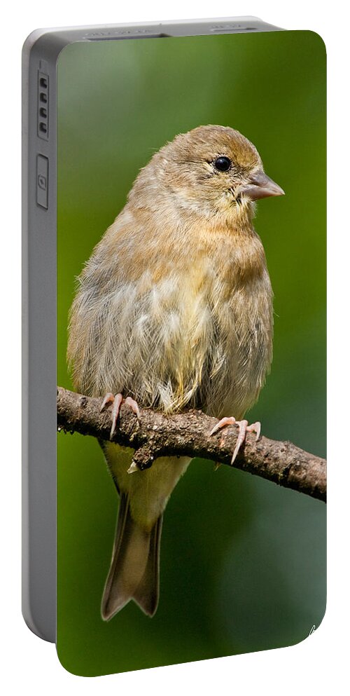 American Goldfinch Portable Battery Charger featuring the photograph Juvenile American Goldfinch by Jeff Goulden