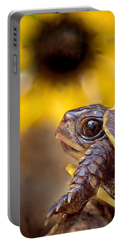 2012 Portable Battery Charger featuring the photograph Juvenile Box Turtle by Robert Charity