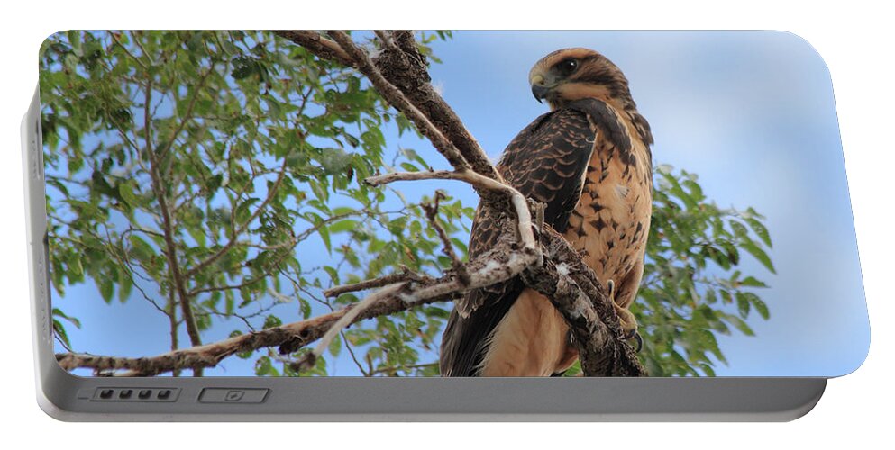 Hawk Portable Battery Charger featuring the photograph Juvenile Hawk by Shane Bechler
