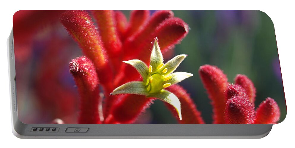Kangaroo Paw Portable Battery Charger featuring the photograph Kangaroo Star by Evelyn Tambour