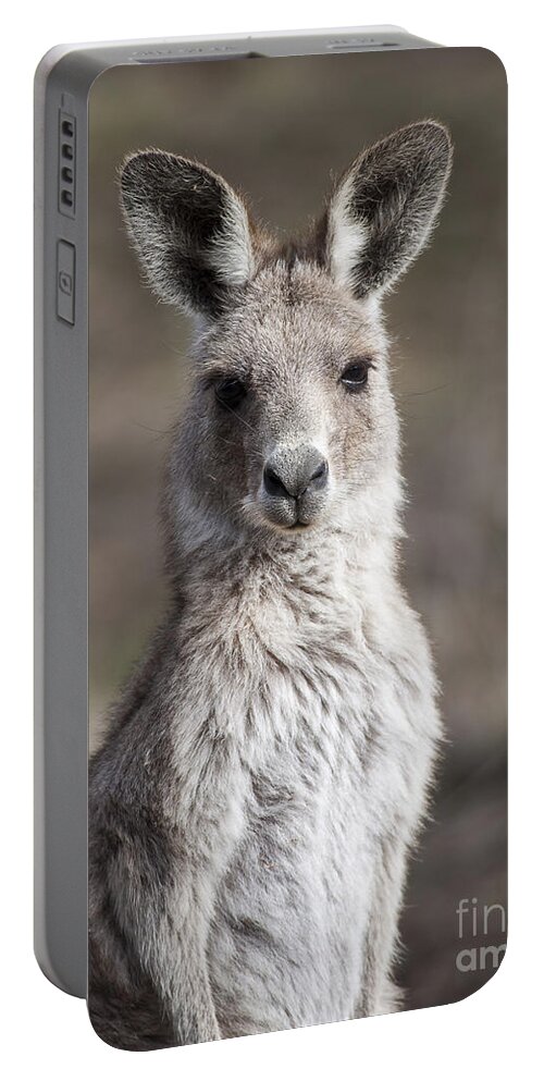 Australia Portable Battery Charger featuring the photograph Kangaroo by Steven Ralser