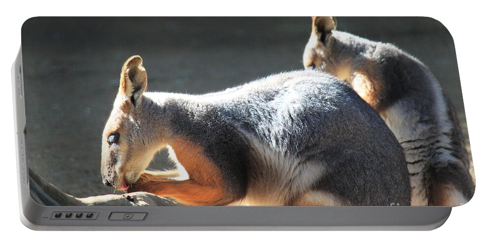 Kangaroos Portable Battery Charger featuring the photograph Kangaroos at Sunset by Bev Conover
