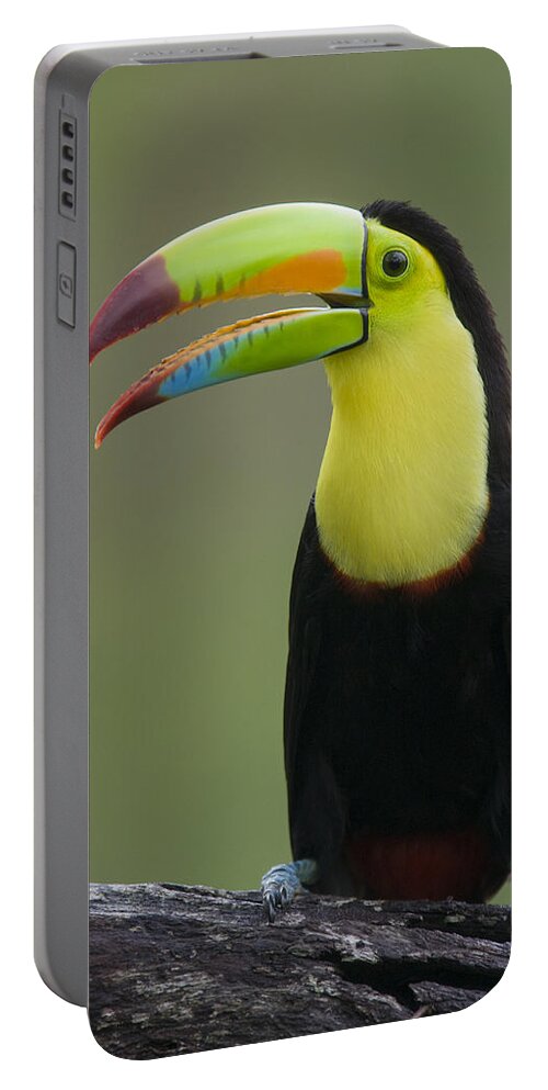 Feb0514 Portable Battery Charger featuring the photograph Keel-billed Toucan Calling Costa Rica by Suzi Eszterhas