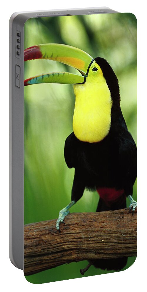 00202267 Portable Battery Charger featuring the photograph Keel-billed Toucan by Gerry Ellis