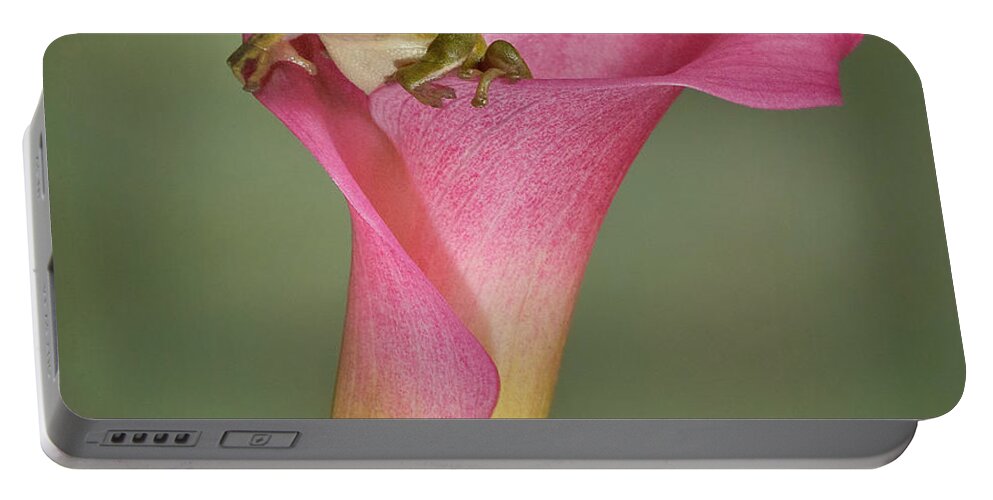 Calla Portable Battery Charger featuring the photograph Kermit Peeking Out by Susan Candelario