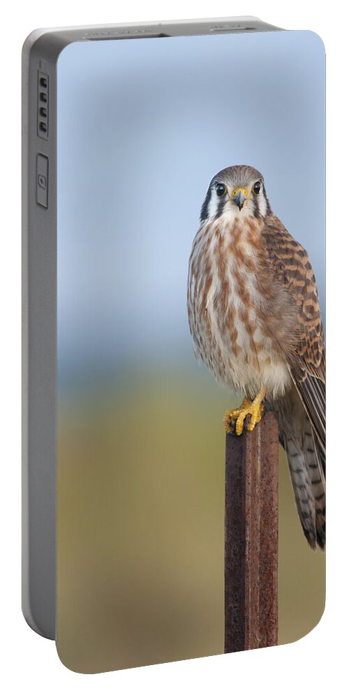 Kestrel Portable Battery Charger featuring the photograph Kestrel on metal post by Bradford Martin