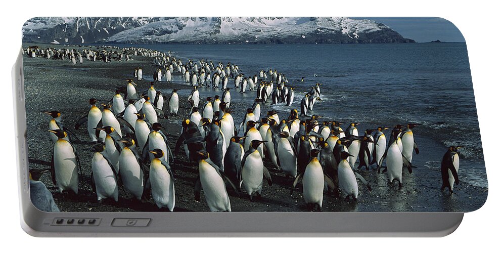 Feb0514 Portable Battery Charger featuring the photograph King Penguin Colony South Georgia Isl by Colin Monteath
