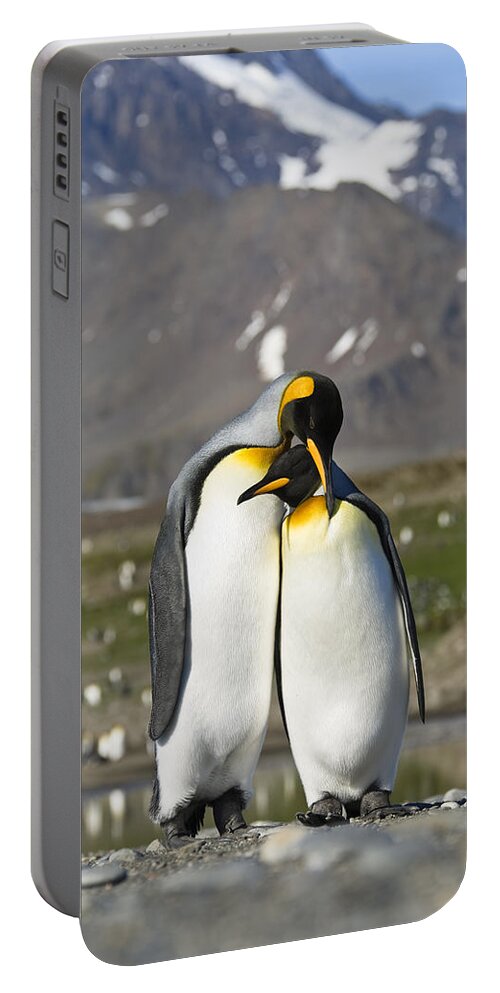 Feb0514 Portable Battery Charger featuring the photograph King Penguins Courting St Andrews Bay by Konrad Wothe