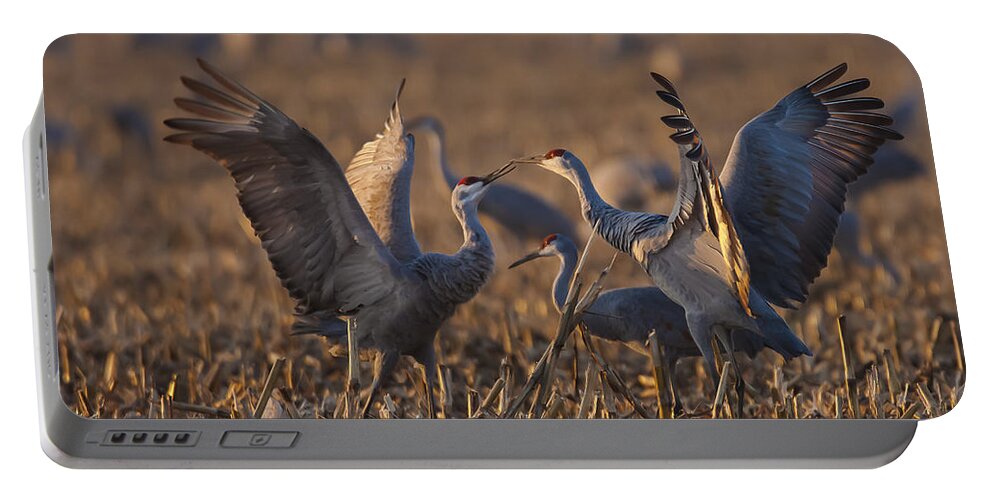 Animals Portable Battery Charger featuring the photograph Kissing Sandhills by Jack R Perry