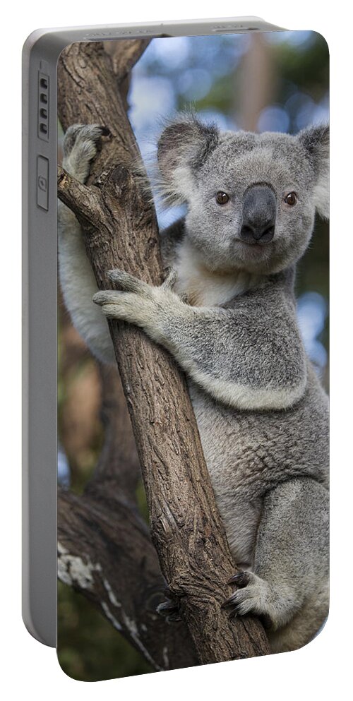Feb0514 Portable Battery Charger featuring the photograph Koala Male Australia by Suzi Eszterhas