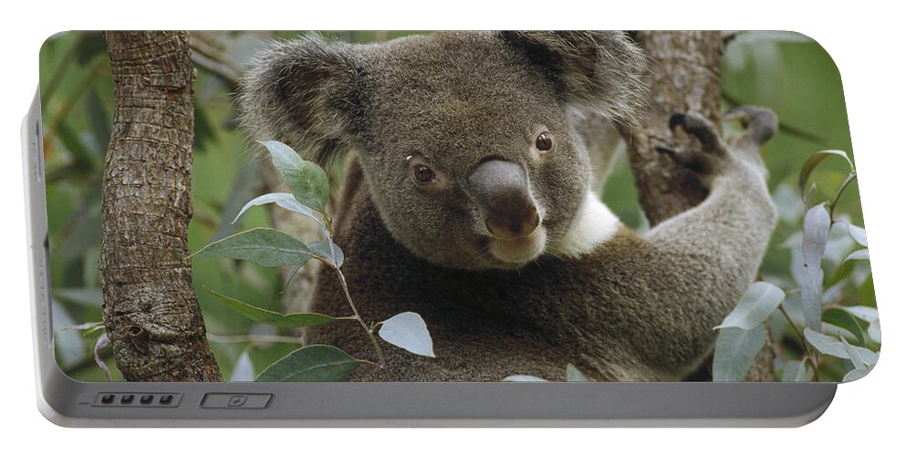 Feb0514 Portable Battery Charger featuring the photograph Koala Male In Eucalyptus Australia by Gerry Ellis