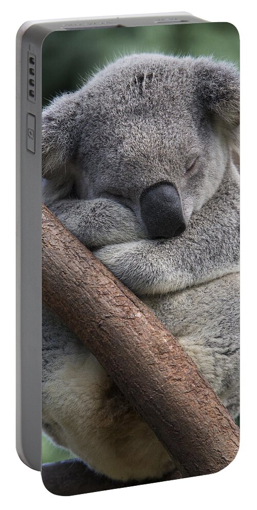 Feb0514 Portable Battery Charger featuring the photograph Koala Male Sleeping Australia by Suzi Eszterhas