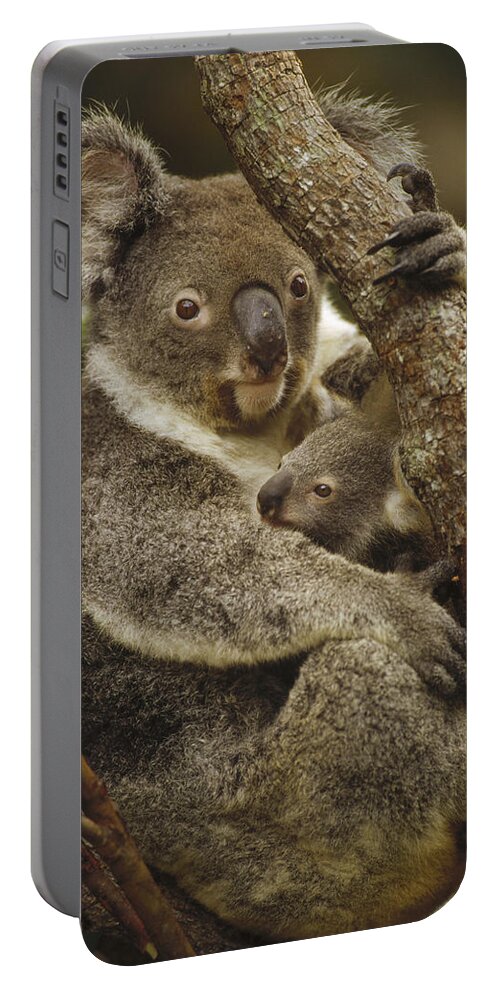 Feb0514 Portable Battery Charger featuring the photograph Koala Mother And Joey Australia by Gerry Ellis