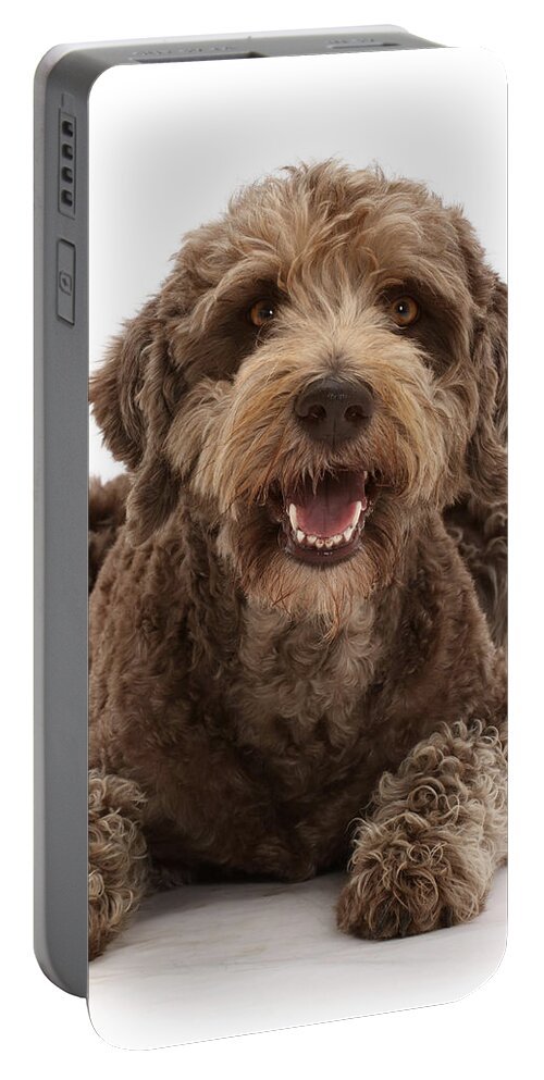 Animals Portable Battery Charger featuring the photograph Labradoodle Lying With Head by Mark Taylor