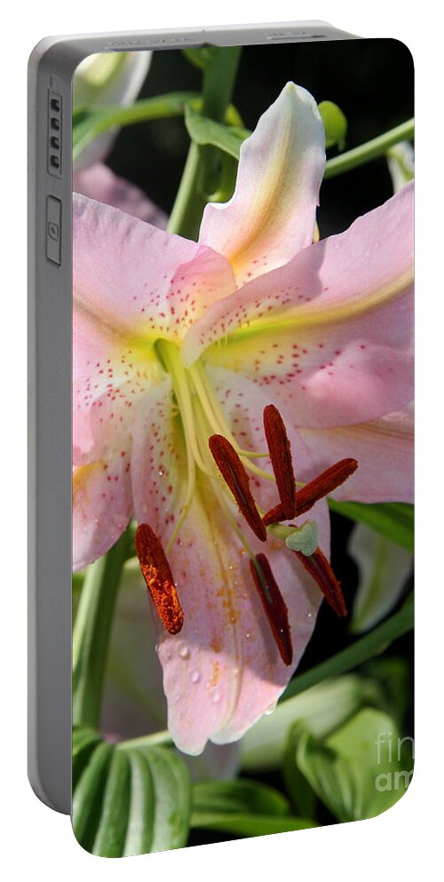 Lily Portable Battery Charger featuring the photograph Lady In Pink by Christiane Schulze Art And Photography