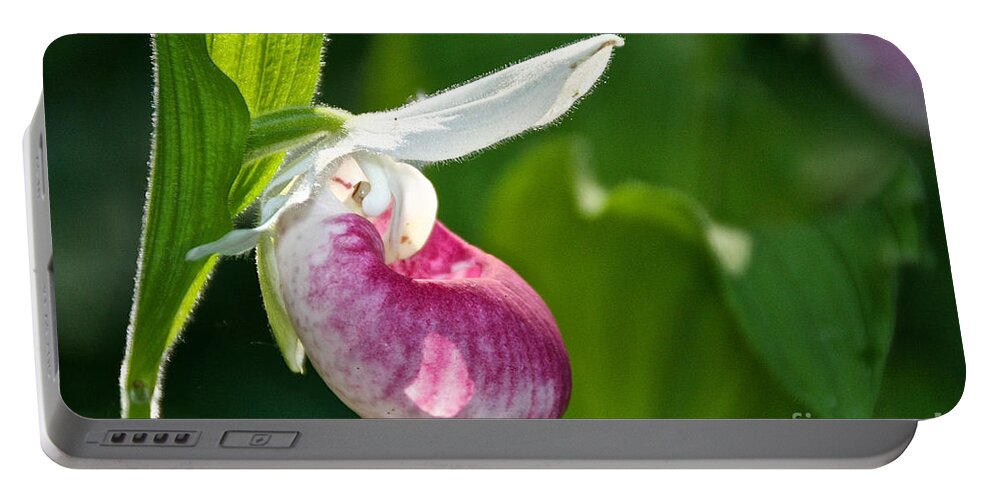 Flower Portable Battery Charger featuring the photograph Lady Slipper Illuminated by Susan Herber