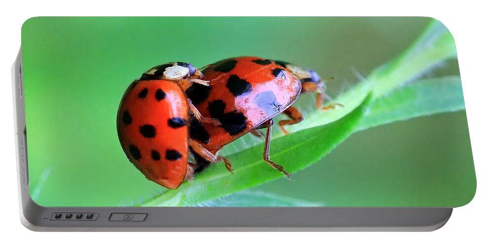 Ladybugs Portable Battery Charger featuring the photograph Ladybug And Gentlemanbug by Geoff Crego