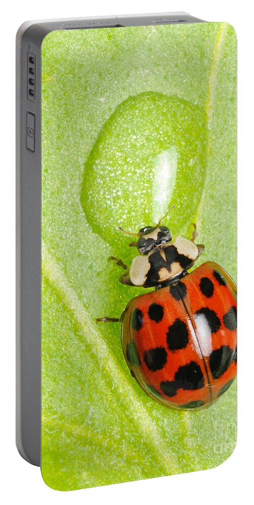 Harmonia Axyridis Portable Battery Charger featuring the photograph Ladybug Drinking by Scott Linstead