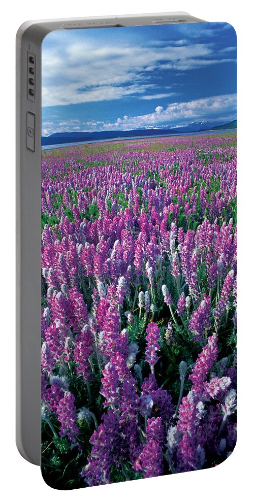 Blooming Portable Battery Charger featuring the photograph Lamberts Locoweed by James Steinberg