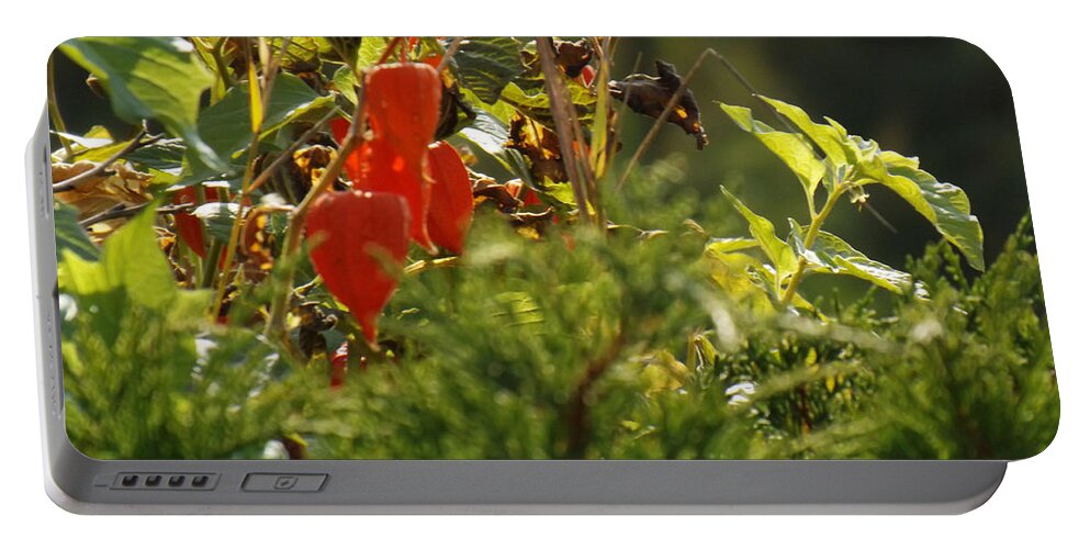 Garden Portable Battery Charger featuring the photograph Lantern Plant by Brenda Brown