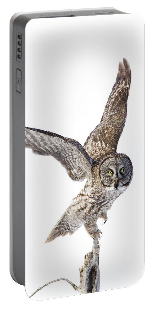 Bird Portable Battery Charger featuring the photograph Lapland Owl on White by Mircea Costina Photography