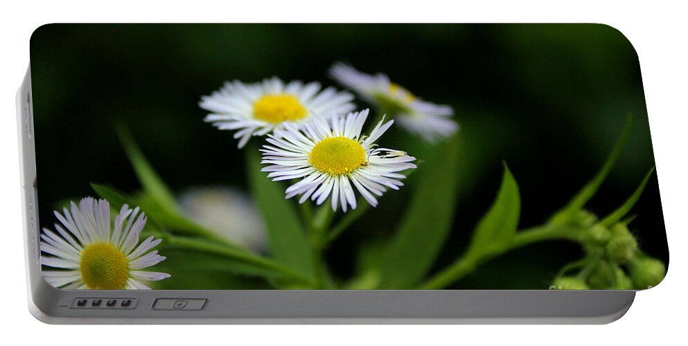Daisy Portable Battery Charger featuring the photograph Late Summer Bloom by Melissa Petrey