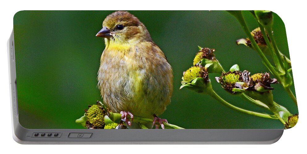 Bird Portable Battery Charger featuring the photograph Late Summer Finch by Rodney Campbell