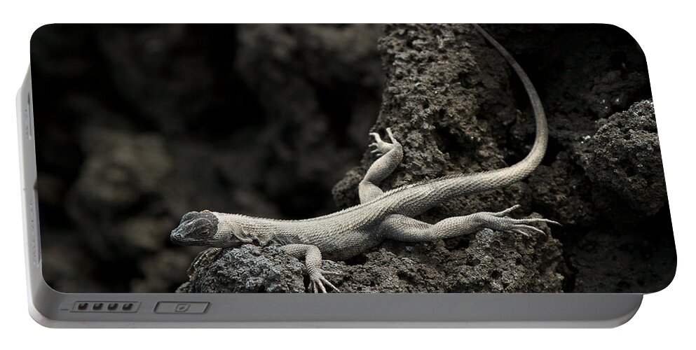 Galapagos Islands Portable Battery Charger featuring the photograph Lava Lounge Lizard by David Beebe