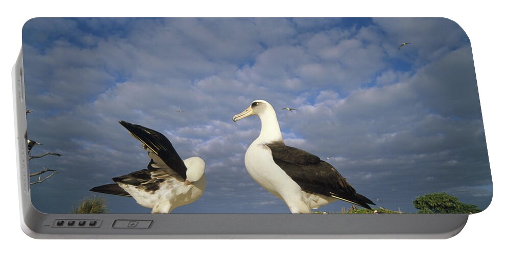 Feb0514 Portable Battery Charger featuring the photograph Laysan Albatross Courtship Dance Hawaii by Tui De Roy