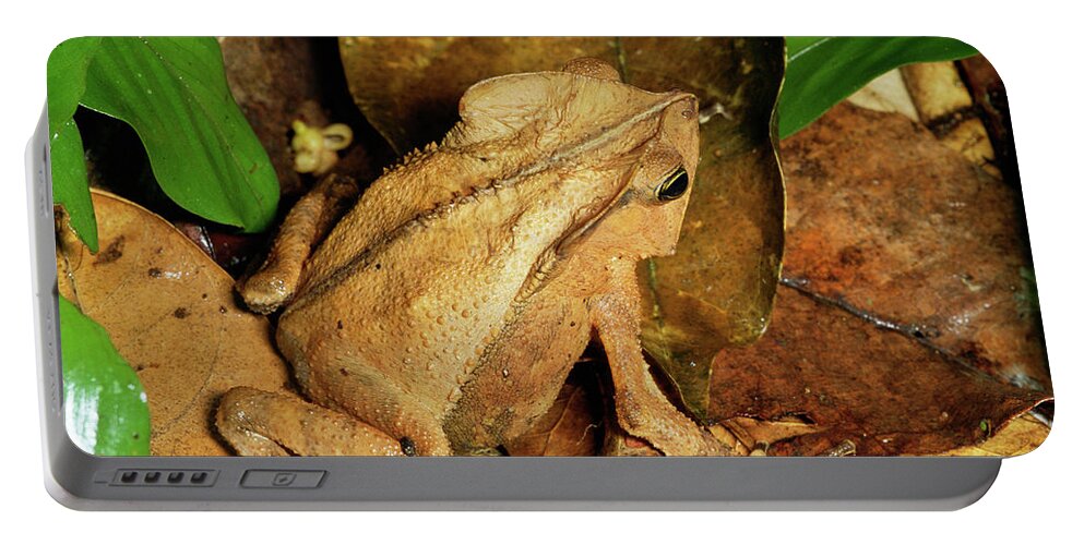 00511669 Portable Battery Charger featuring the photograph Leaf Litter Toad Bufo Typhonius by Michael and Patricia Fogden