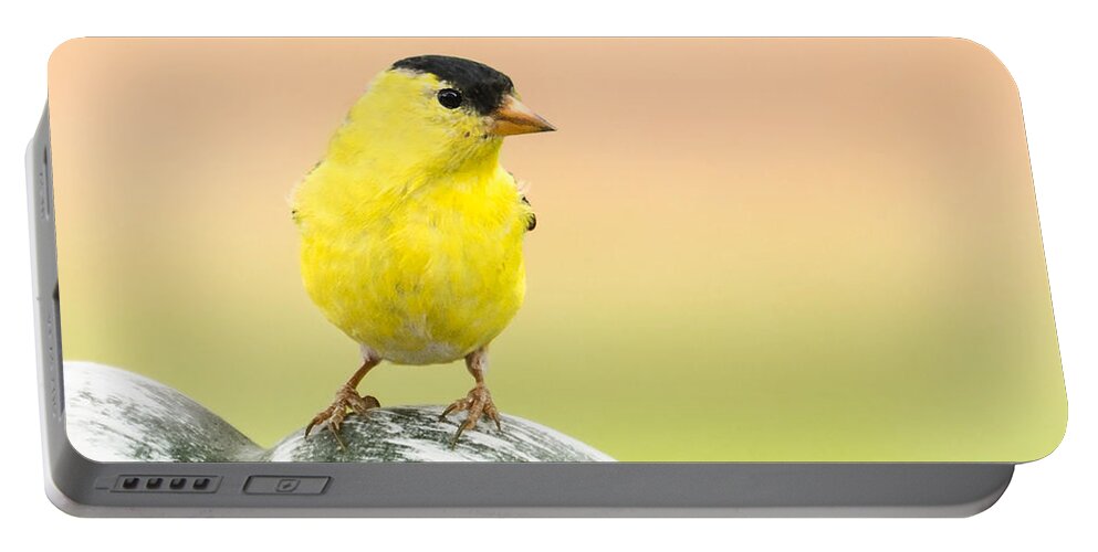 American Goldfinch Portable Battery Charger featuring the photograph Lemon Yellow by Betty LaRue