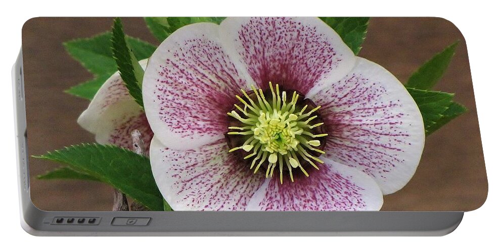 Lenten Rose Portable Battery Charger featuring the photograph Lenten Rose by Michele Penner