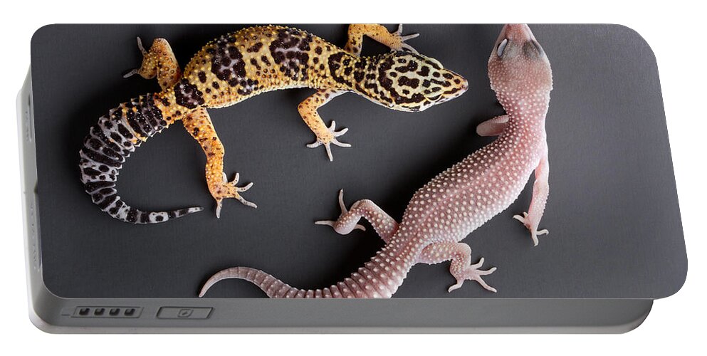 Common Leopard Gecko Portable Battery Charger featuring the photograph Leopard Gecko E. Macularius Collection by David Kenny