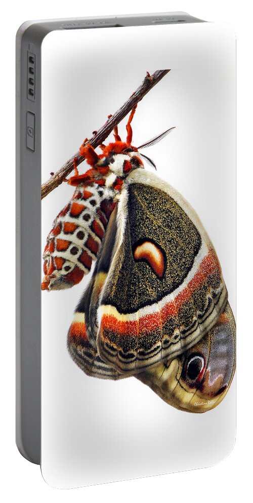 Cecropia Moth Portable Battery Charger featuring the photograph Cecropia Moth Emerged by Christina Rollo