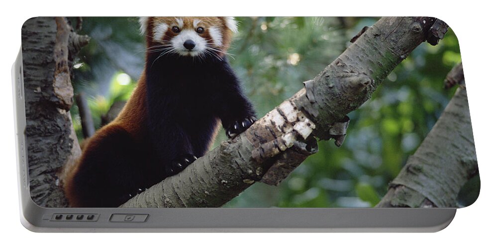 Feb0514 Portable Battery Charger featuring the photograph Lesser Panda China by Gerry Ellis