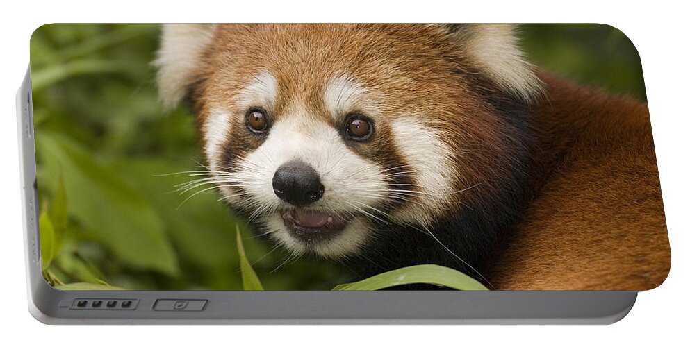 Feb0514 Portable Battery Charger featuring the photograph Lesser Panda Wolong China by Katherine Feng