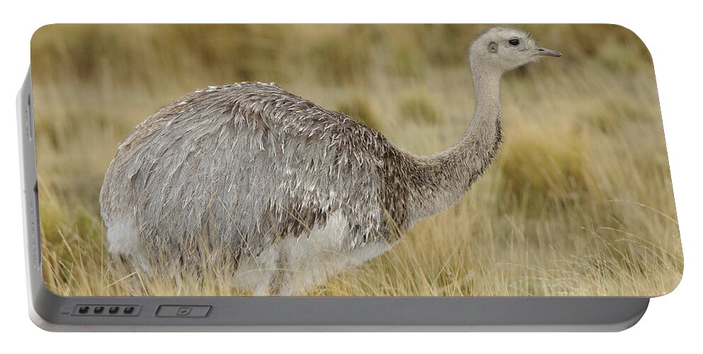 Chilean Fauna Portable Battery Charger featuring the photograph Lesser Rhea by John Shaw