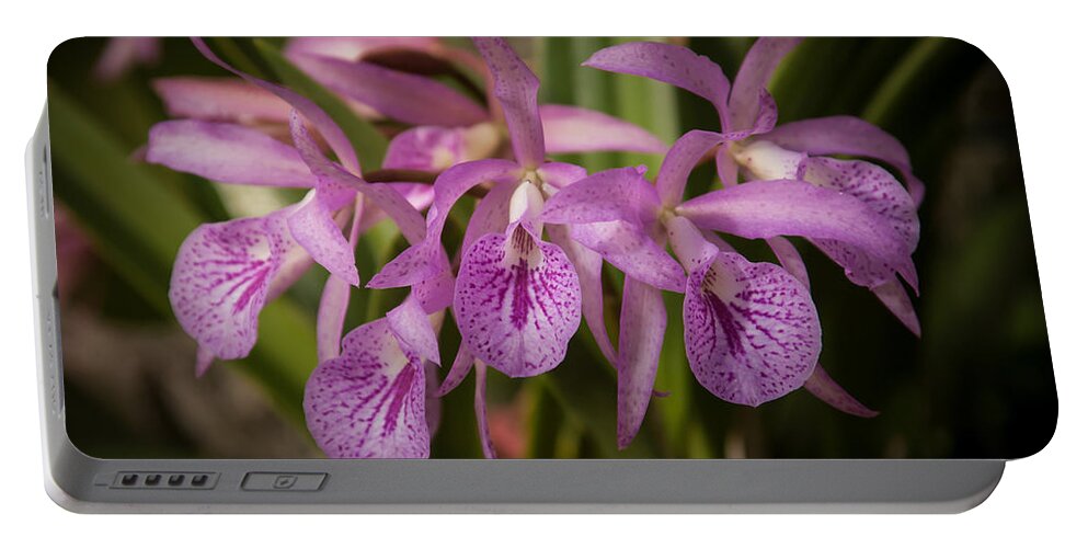 Orchid Portable Battery Charger featuring the photograph Lilac Orchid Cluster by Penny Lisowski