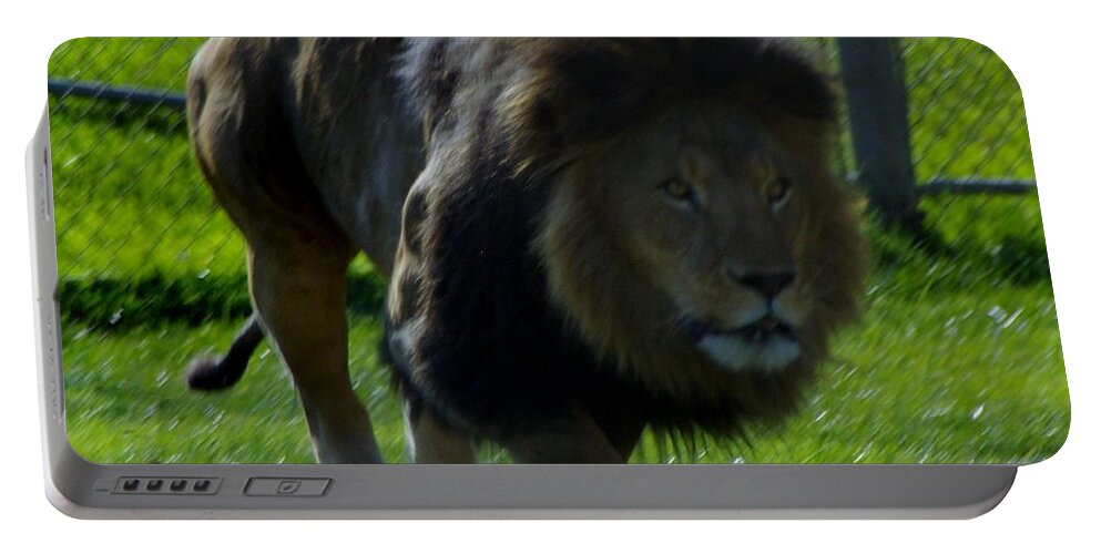 Lions Tigers And Bears Portable Battery Charger featuring the photograph Lion 4 by Phyllis Spoor