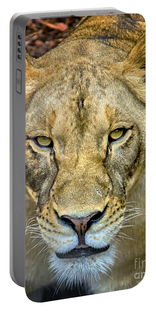 Lion Portable Battery Charger featuring the photograph Lion Closeup by David Millenheft
