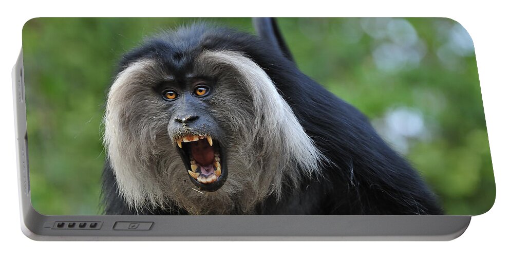 Thomas Marent Portable Battery Charger featuring the photograph Lion-tailed Macaque Threat Display India by Thomas Marent