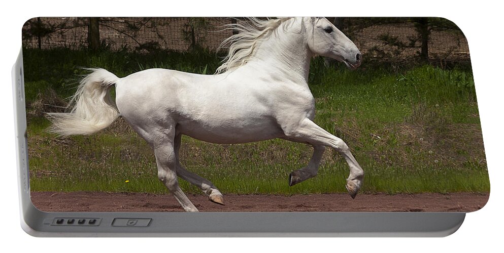 Lipizzan At Liberty Portable Battery Charger featuring the photograph Lipizzan at Liberty by Wes and Dotty Weber