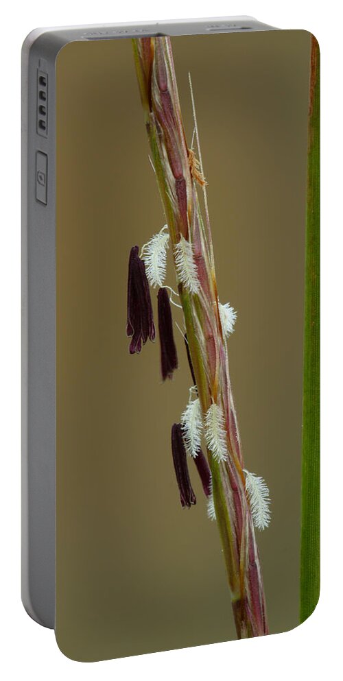 Little Bluestem Flowers Portable Battery Charger featuring the photograph Little Bluestem Grass Flowers by Daniel Reed