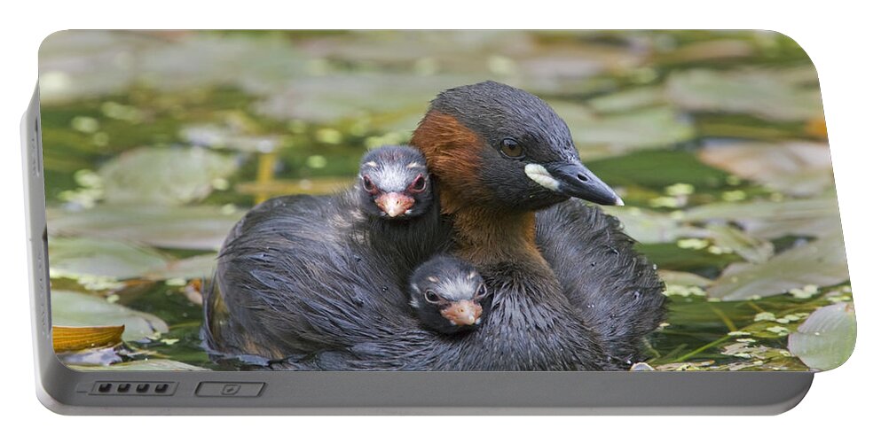 Flpa Portable Battery Charger featuring the photograph Little Grebe And Two Chicks Derbyshire by Dickie Duckett