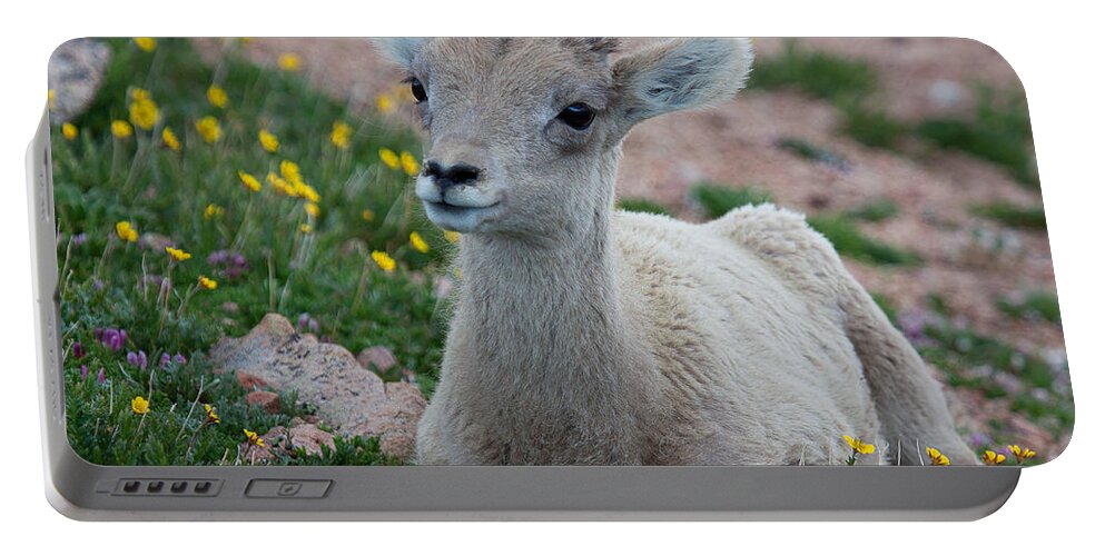 Bighorn Sheep Portable Battery Charger featuring the photograph Little Lamb by Jim Garrison