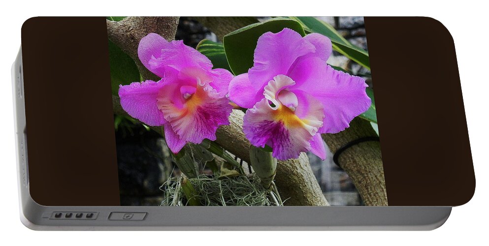 Orchid Portable Battery Charger featuring the photograph Little Pinkie by Patricia Greer