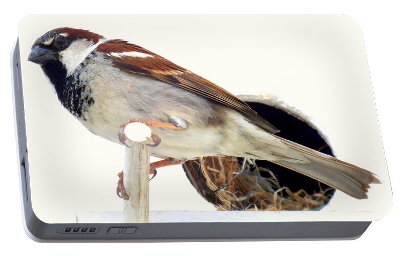 Little Sparrows Portable Battery Charger featuring the photograph Little Sparrow by Karen Wiles